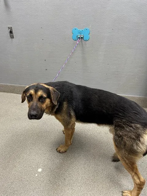 An adult large-sized male German Shepherd Dog dog named Moseby for adoption in Las Vegas, NV