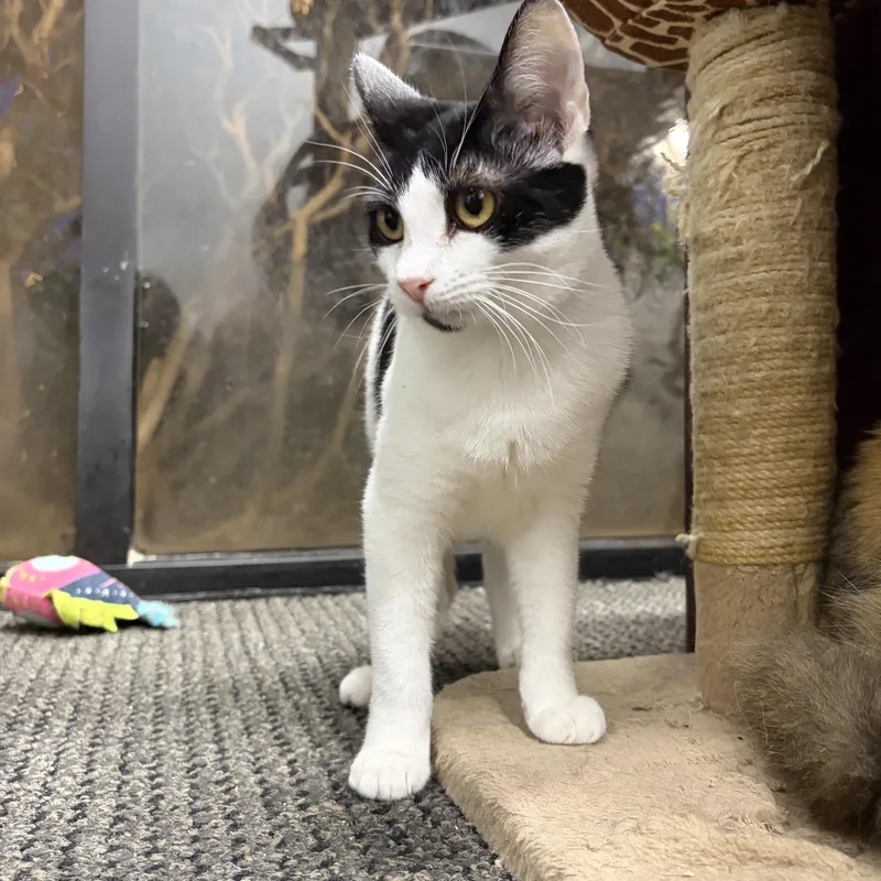 Saratoga thumbnail 2