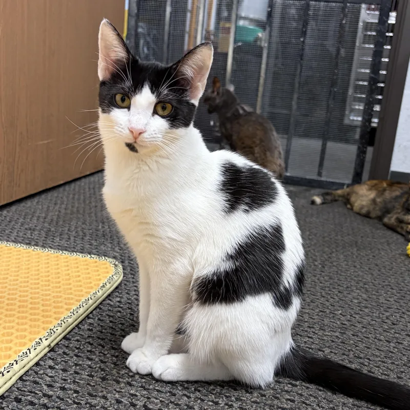 Saratoga thumbnail 3