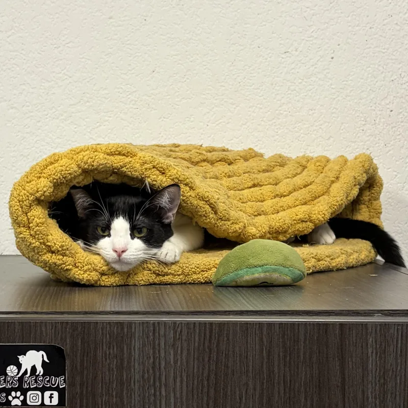 Saratoga thumbnail 4