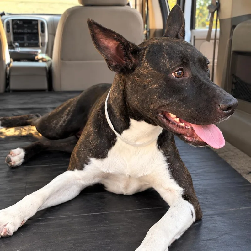 A young medium-sized female Dutch Shepherd dog named Strawberry for adoption in Phoenix, AZ