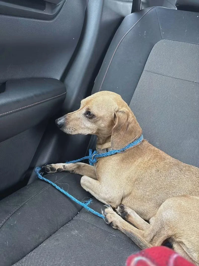 A senior small-sized male Dachshund dog named Oscar for adoption in Stockbridge, GA
