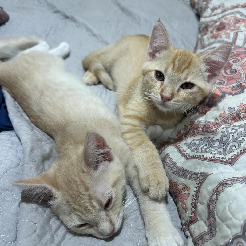 A baby small-sized male Orange / Red Domestic Short Hair cat named Sunny for adoption in Costa Mesa, CA