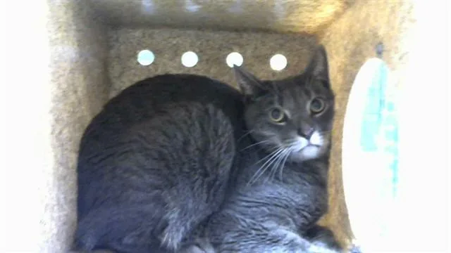 An adult medium-sized male Domestic Short Hair cat named Grayla for adoption in Albuquerque, NM