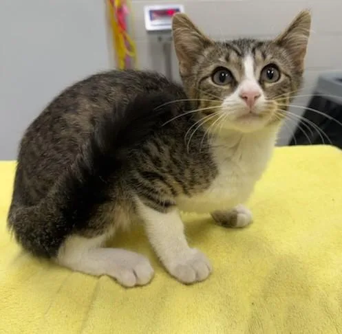 A baby small-sized male Domestic Short Hair cat named Gumbo for adoption in Peoria, IL