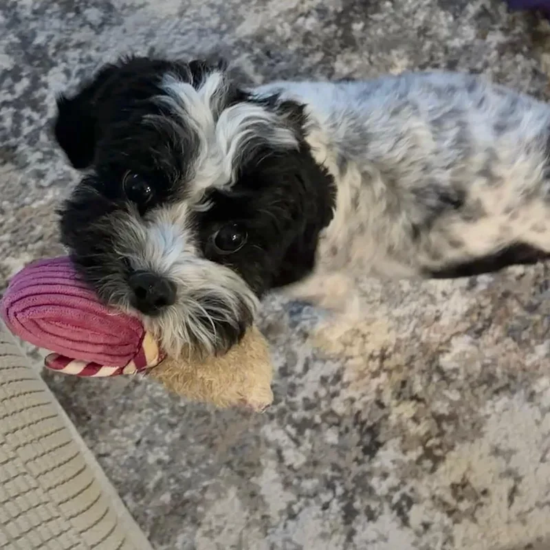 Chi Turner thumbnail 2