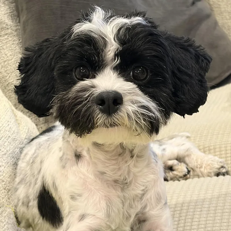 Chi Turner thumbnail 3