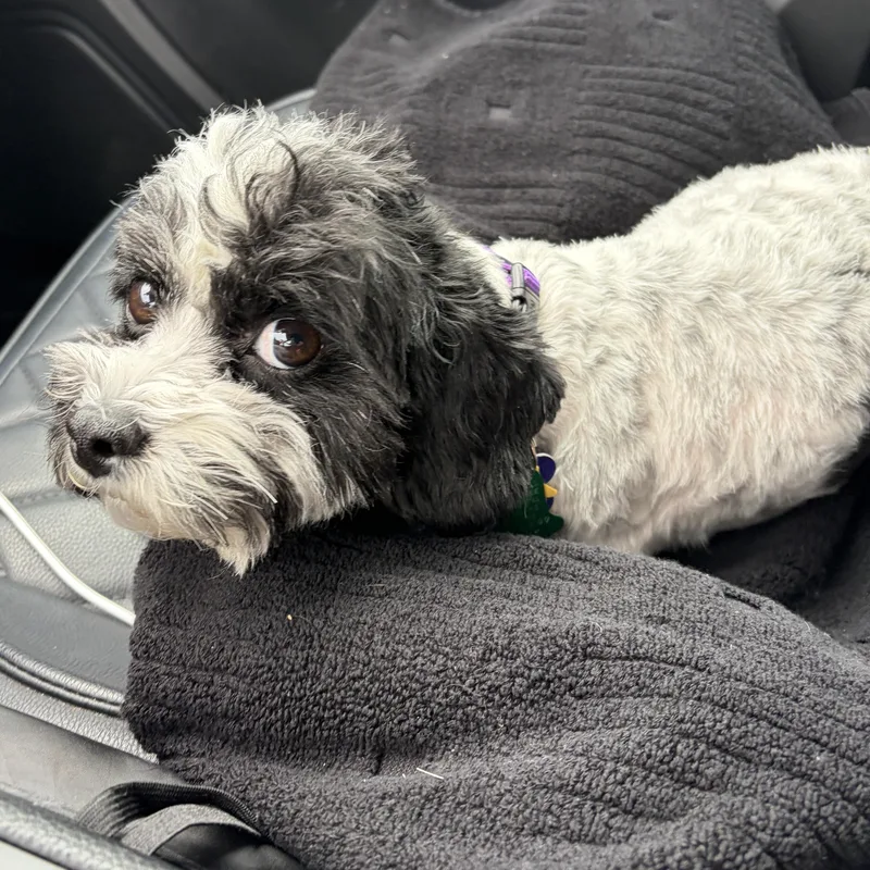 Chi Turner thumbnail 4