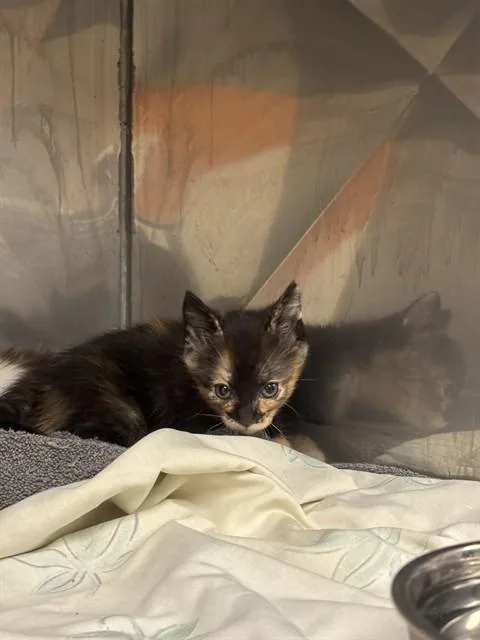 A baby small-sized female Domestic Short Hair cat named Java for adoption in Albuquerque, NM