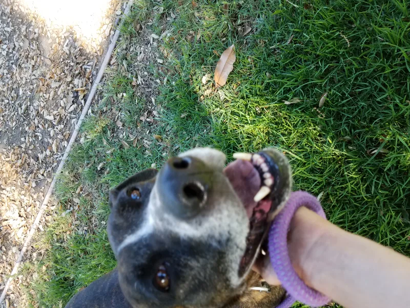 Kala Koolaid! thumbnail 5