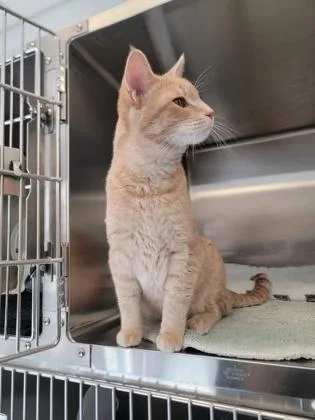An adult medium-sized male Domestic Short Hair cat named Andrew for adoption in Fergus Falls, MN