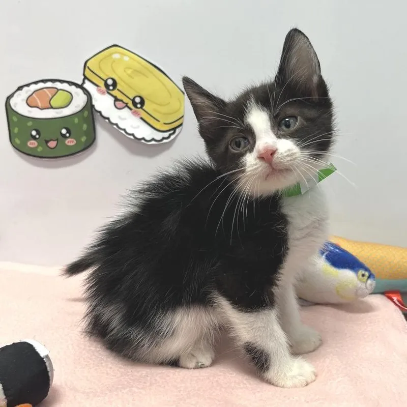 A baby small-sized male Black Domestic Short Hair cat named Dragon Roll for adoption in Fort Wayne, IN