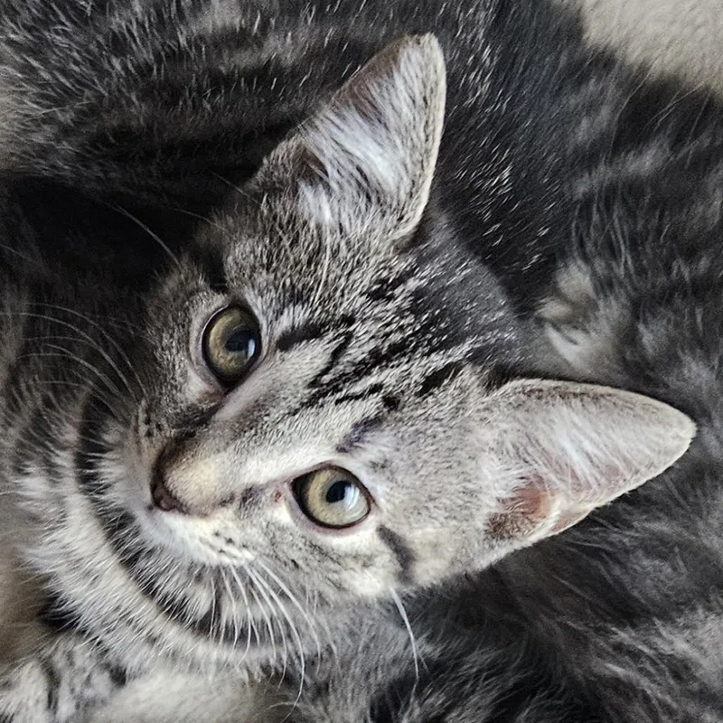 A baby small-sized female Gray / Blue / Silver Domestic Short Hair cat named Elizabeth for adoption in Chattanooga, TN