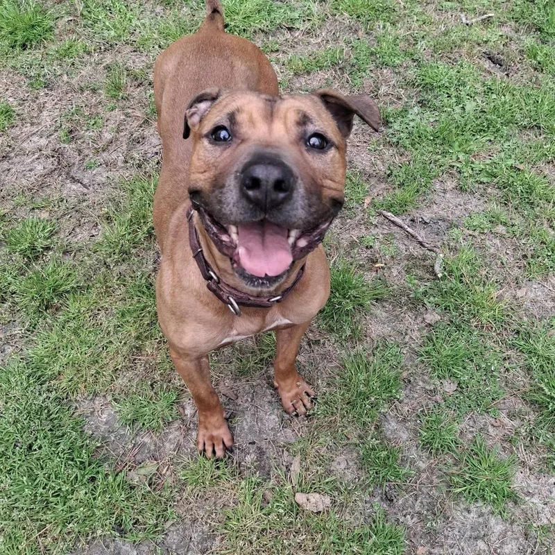 Brad Pitt thumbnail 2