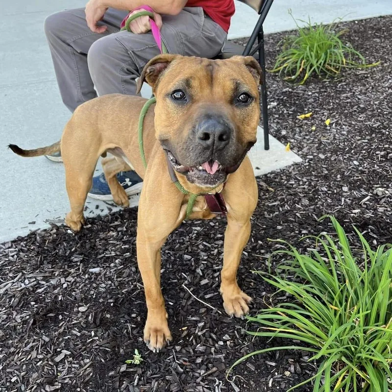 Brad Pitt thumbnail 3