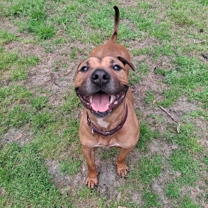 Brad Pitt thumbnail 4