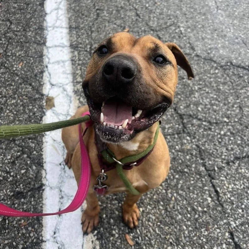 Brad Pitt thumbnail 6