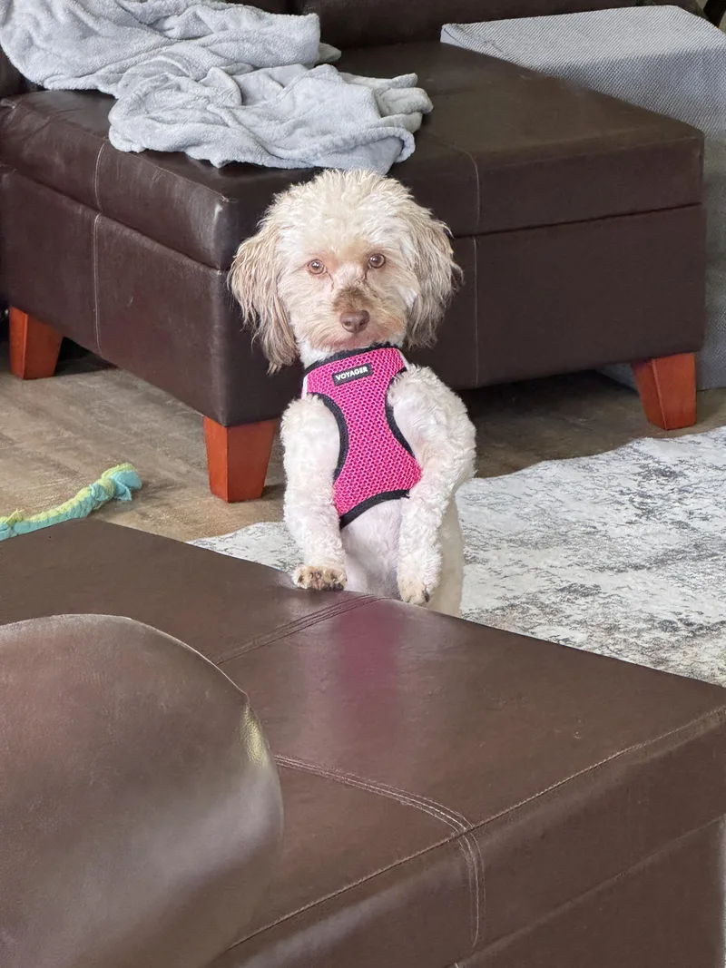 Milo
