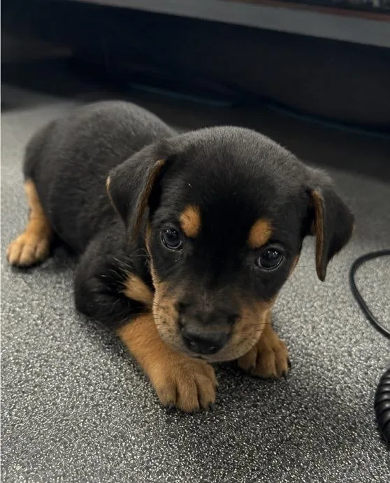 A baby medium-sized male Mixed Breed dog named Archie for adoption in Conway, SC
