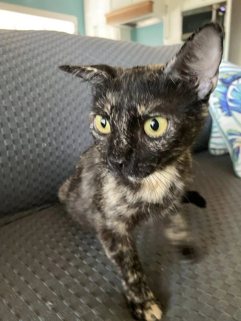 Camilla Mcacc thumbnail 3