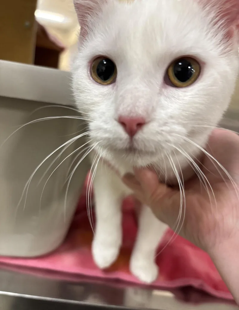 A baby medium-sized female White Domestic Short Hair cat named Cocoa Bean for adoption in Forest, VA