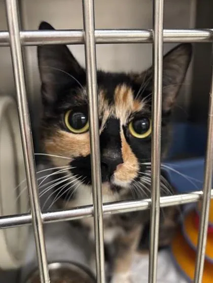 An adult small-sized female Domestic Short Hair cat named Jupiterbonded With Pumpkin for adoption in Baraboo, WI