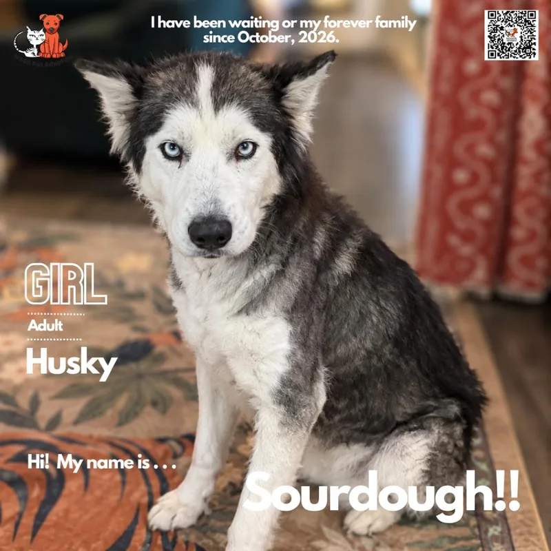 An adult medium-sized female Husky dog named Sourdough for adoption in Westminster, CA