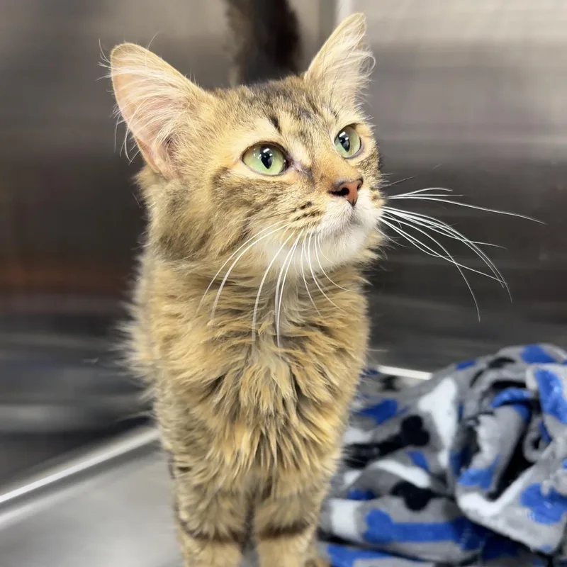 A young medium-sized female Torbie Domestic Long Hair cat named Porcha for adoption in Charlotte, NC