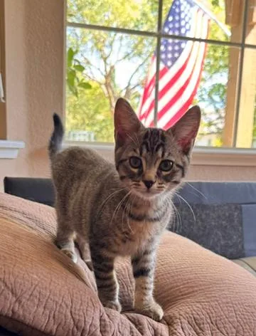 A baby medium-sized male Domestic Short Hair cat named Finch for adoption in Davis, CA