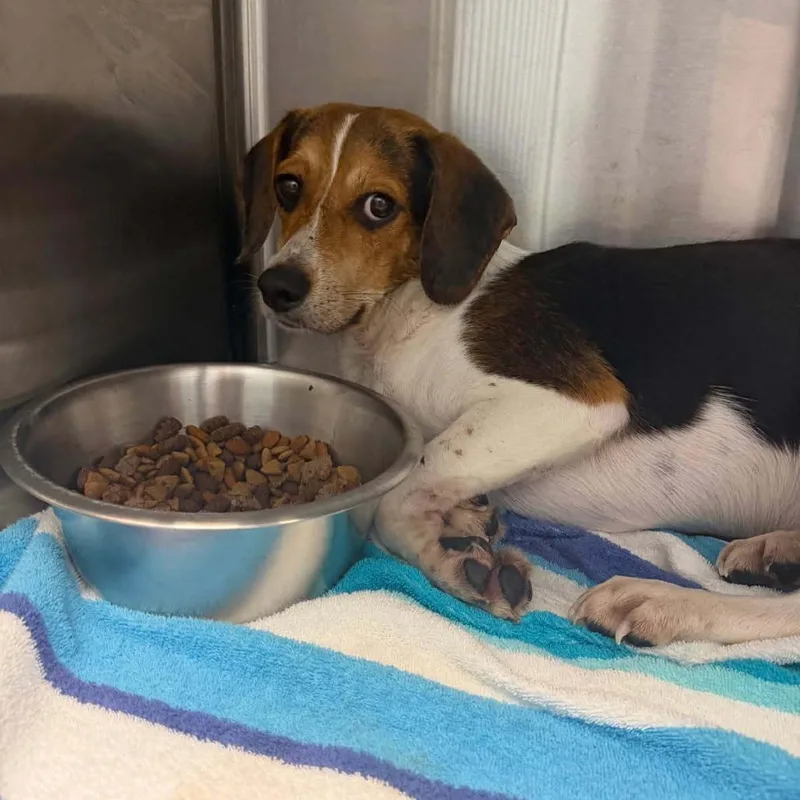 A baby small-sized male Yellow / Tan / Blond / Fawn Beagle dog named Steve for adoption in Blue Ridge, GA