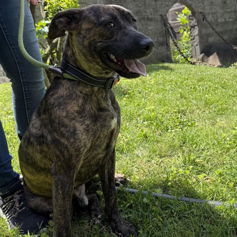 An adult medium-sized male Brindle Plott Hound dog named Easton for adoption in Latrobe, PA