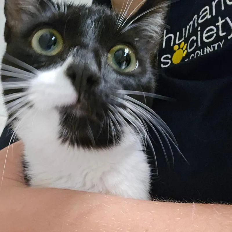 An adult medium-sized female Black Domestic Short Hair cat named Queens for adoption in Bristol, IN