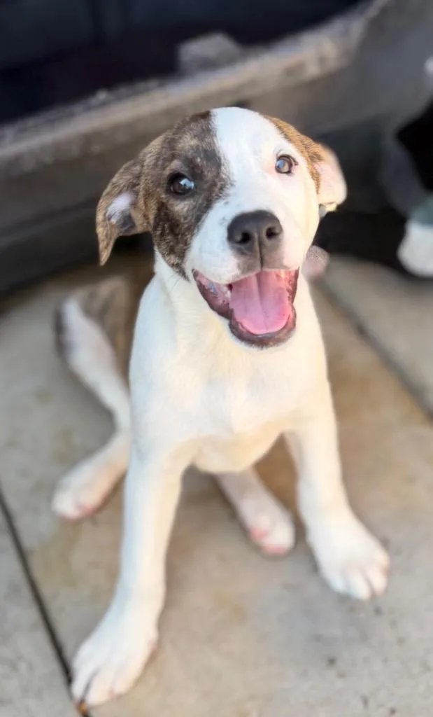 A baby medium-sized female Cattle Dog dog named Margie for adoption in Fort Lupton, CO