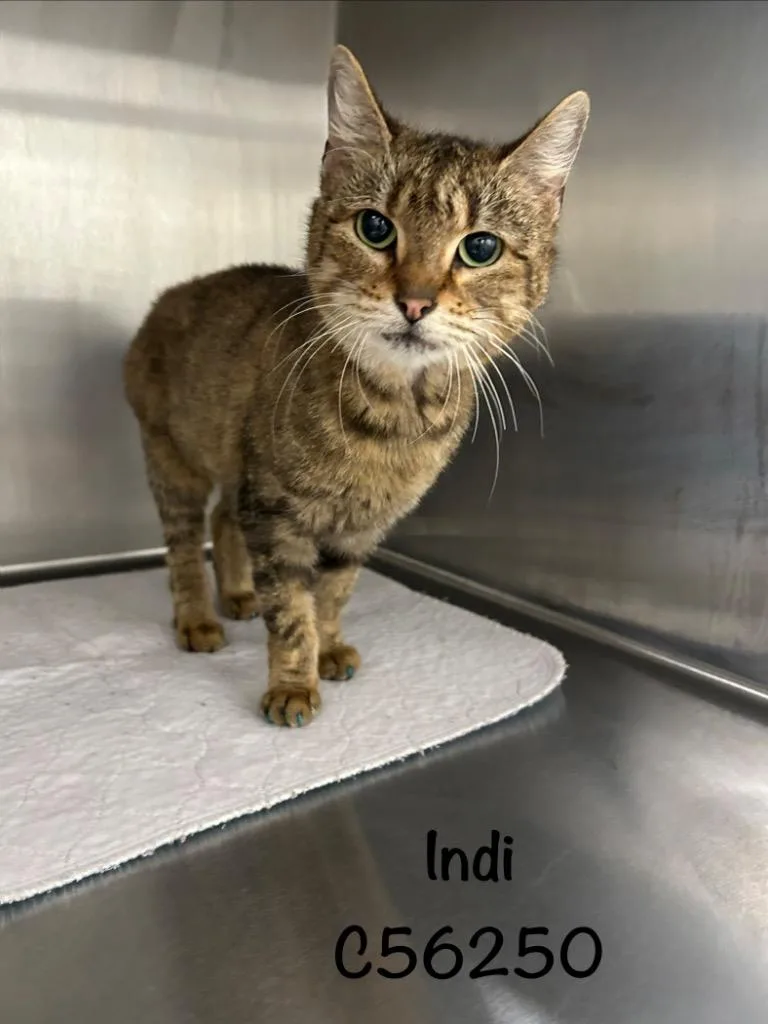 A young medium-sized female Domestic Short Hair cat named Indi for adoption in Clarksville, TN
