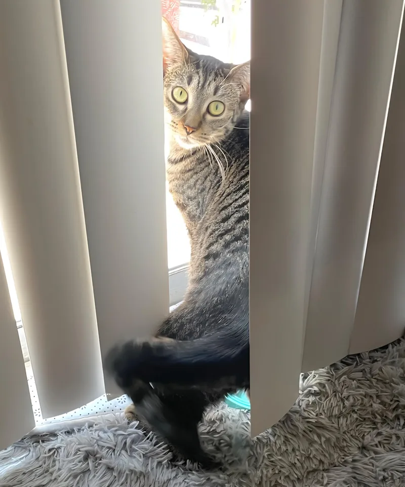 A young medium-sized female Tabby (Gray / Blue / Silver) Bengal cat named Aurora for adoption in Lyons, IL