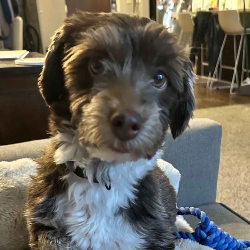 An adult small-sized female Red / Chestnut / Orange Havanese dog named Gigi for adoption in Kansas City, MO