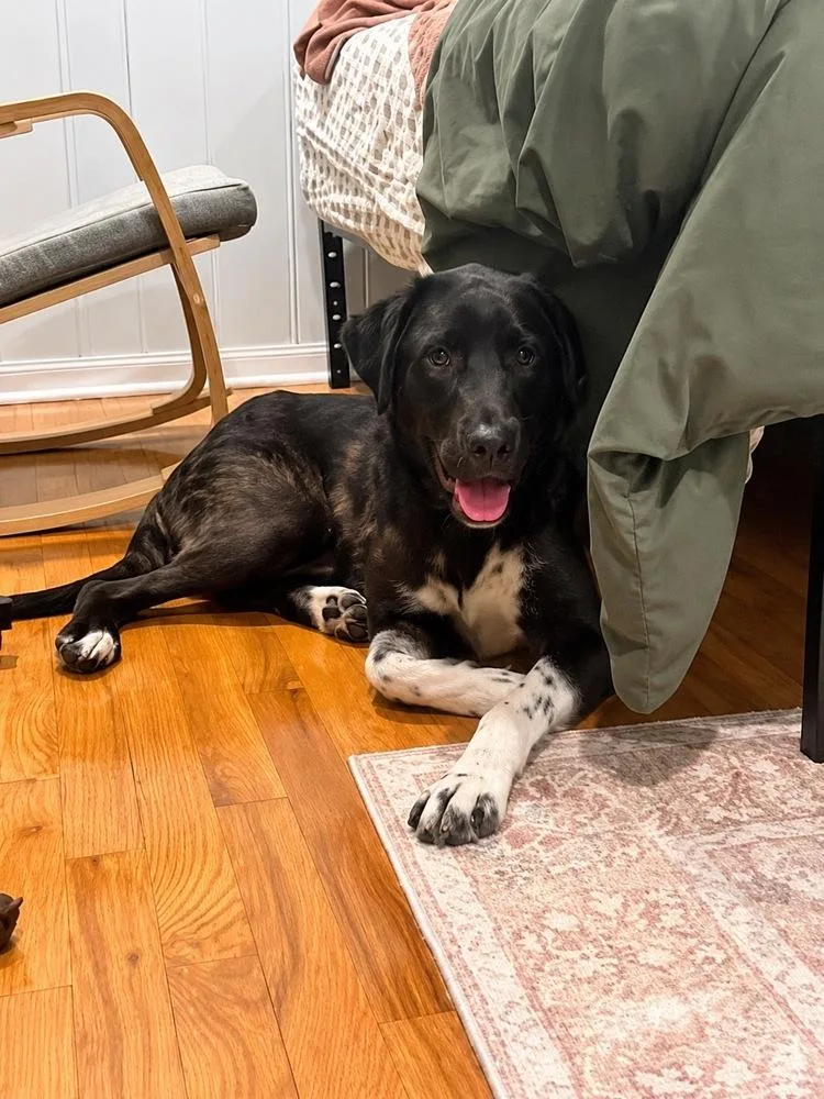 An adult large-sized male Tricolor (Brown, Black, & White) Flat-Coated Retriever dog named Brownie Mix for adoption in Colorado Springs, CO