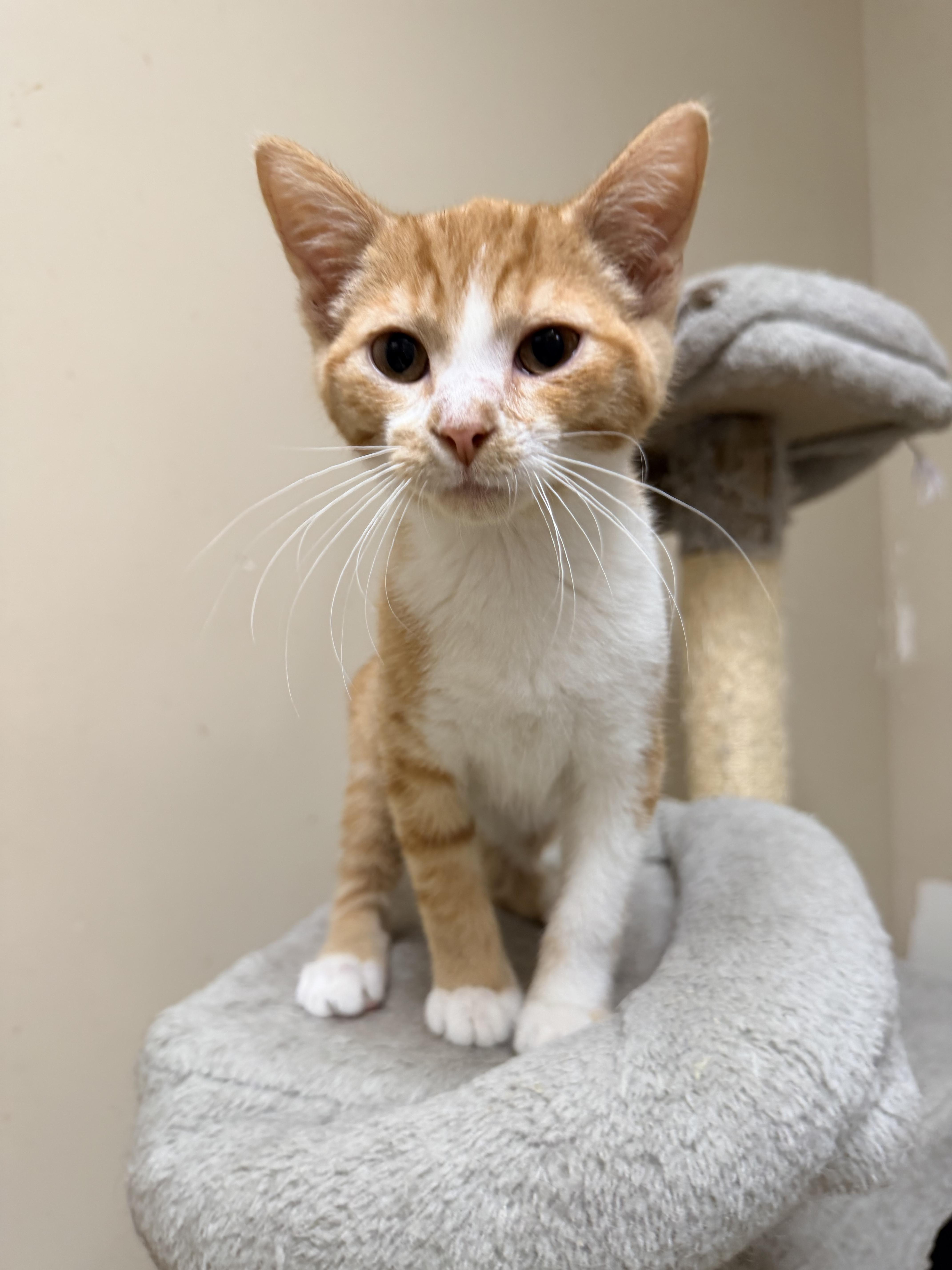 A baby medium-sized male Tabby (Orange / Red) Domestic Short Hair cat named Thistle for adoption in Logan, OH