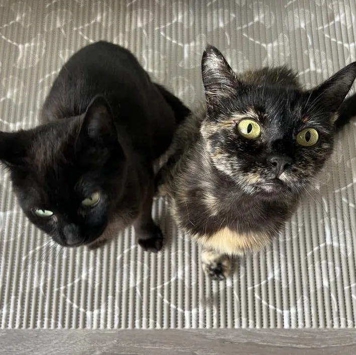 An adult medium-sized female Tortoiseshell Domestic Short Hair cat named Hilti for adoption in Renton , WA