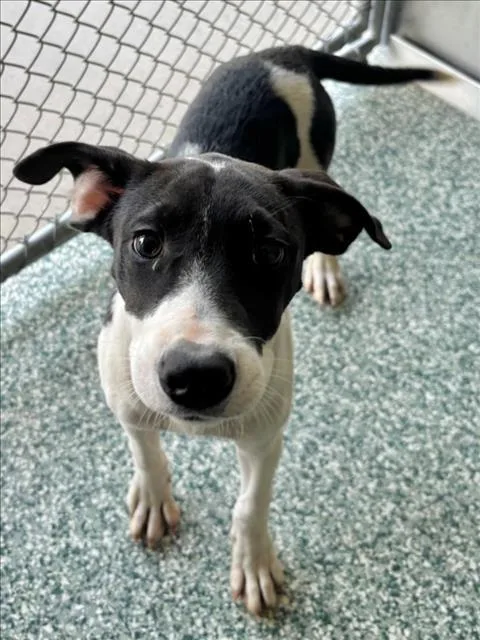 A young small-sized female Treeing Walker Coonhound dog named Anna for adoption in Salisbury, NC