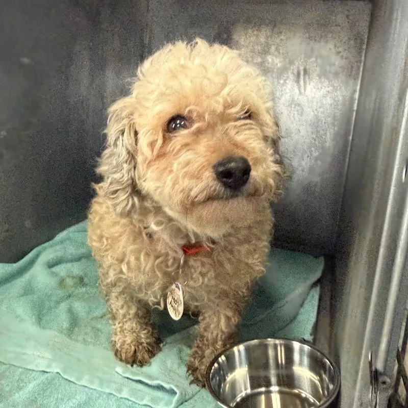 A senior small-sized female White / Cream Poodle dog named Peppy Ann for adoption in Normal, IL