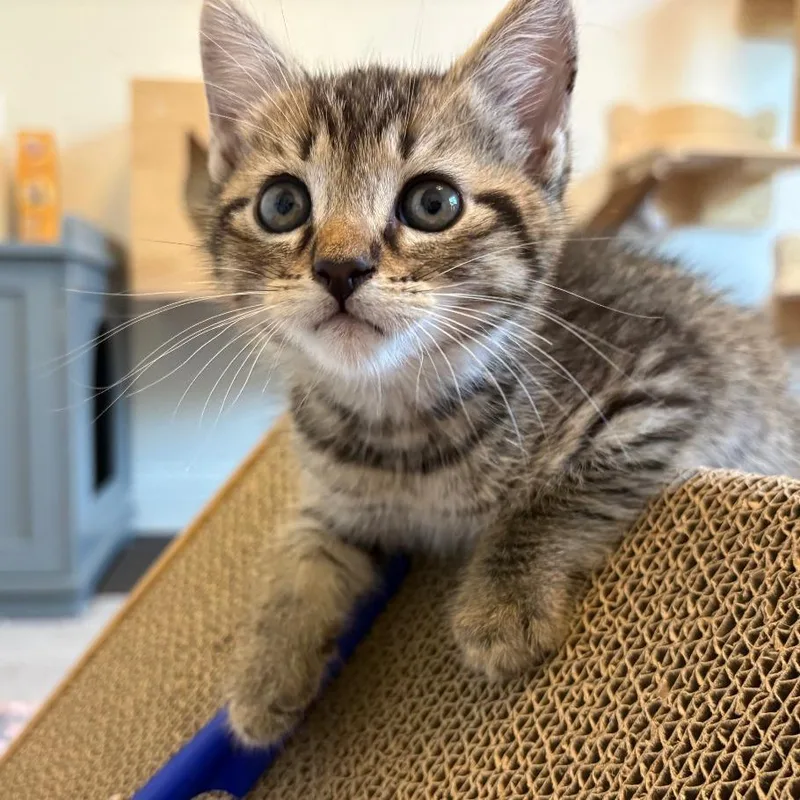 A baby small-sized male Brown / Chocolate Domestic Short Hair cat named Tony for adoption in Flower Mound, TX