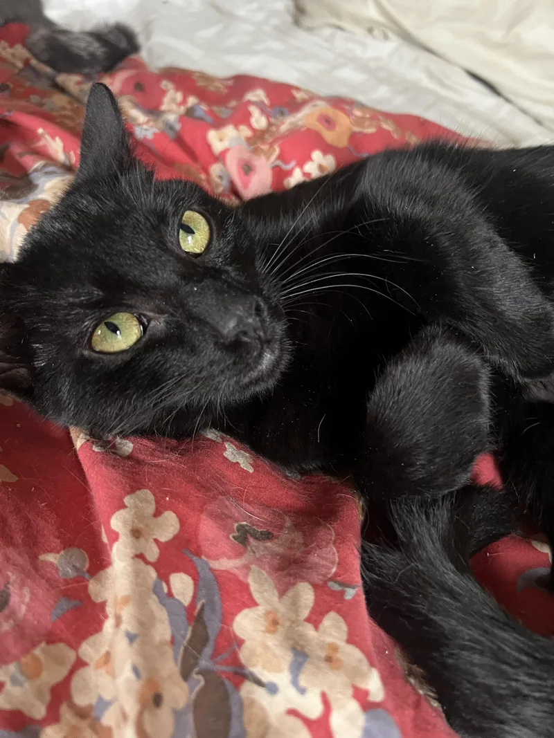 Nala  Brave Little thumbnail 2