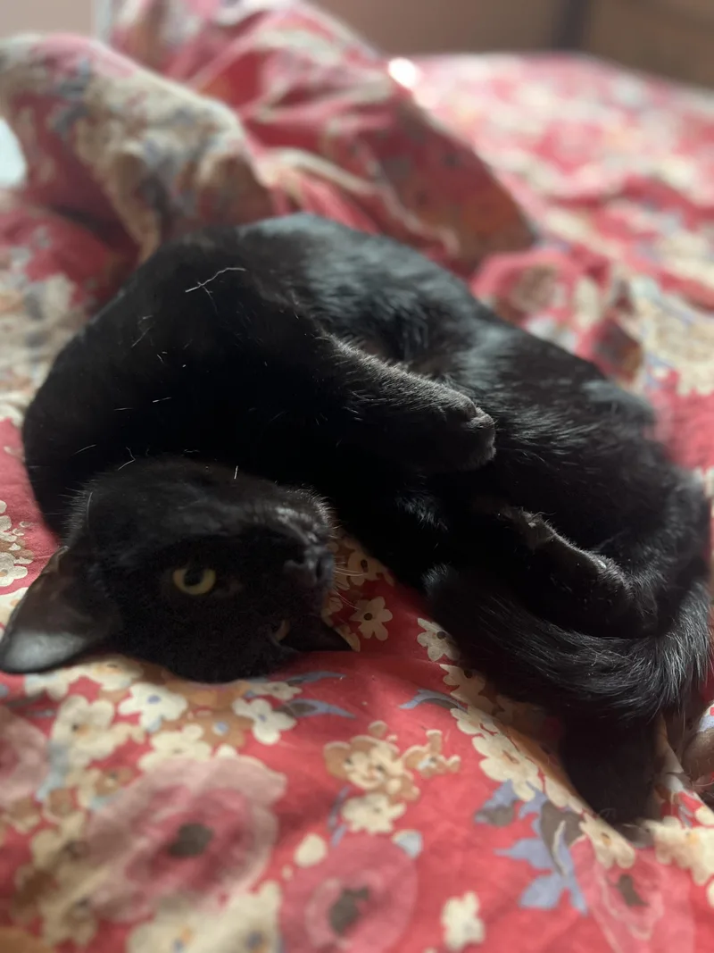 Nala  Brave Little thumbnail 3