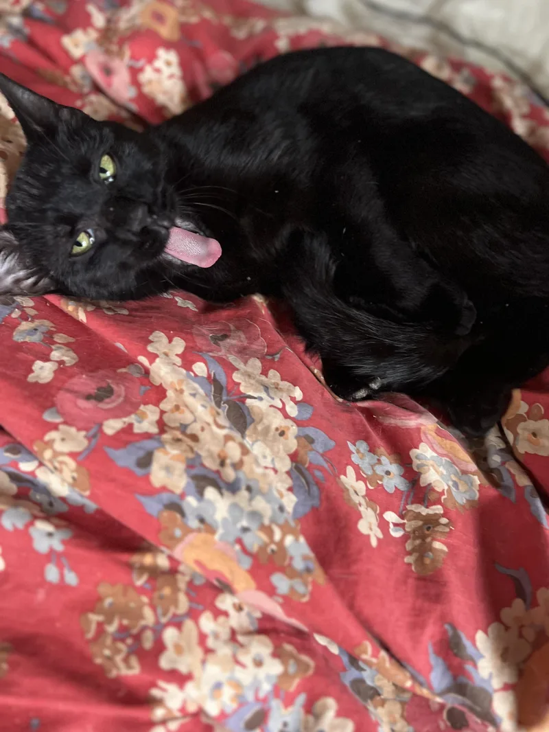 Nala  Brave Little thumbnail 4