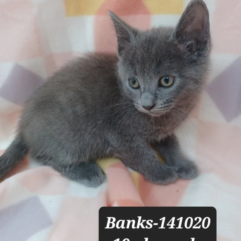 A baby small-sized male Domestic Short Hair cat named Banks for adoption in New Tazewell, TN