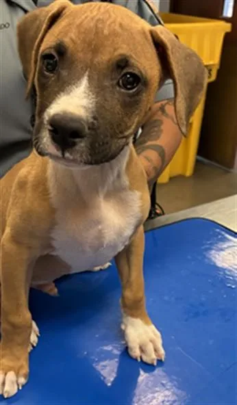 Bruiser
