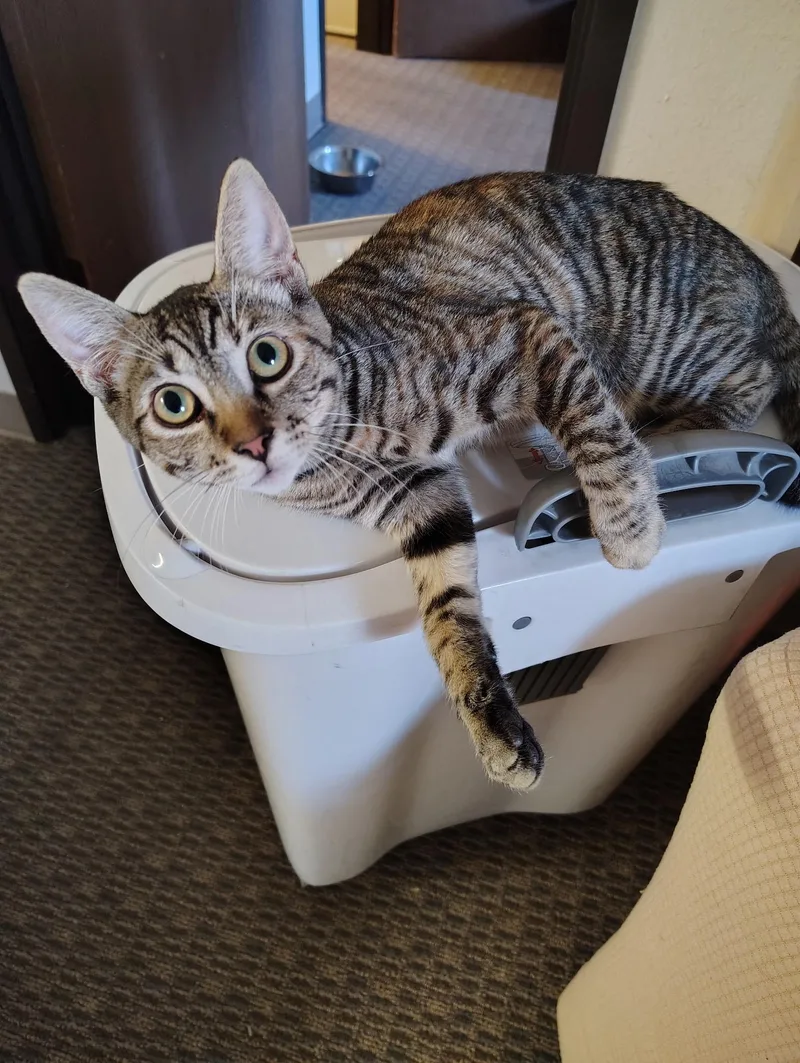 A baby medium-sized female Tabby (Buff / Tan / Fawn) Tabby cat named Stacy for adoption in Monrovia , CA