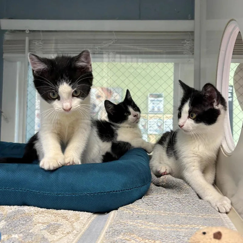 A baby small-sized female Black Domestic Short Hair cat named Suzy Q for adoption in East Hanover, NJ