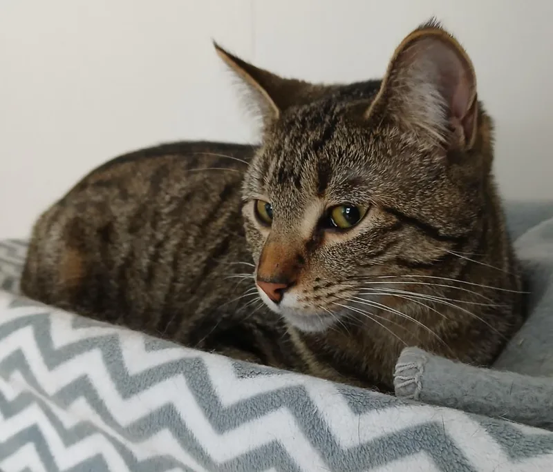 Trish Trash thumbnail 2